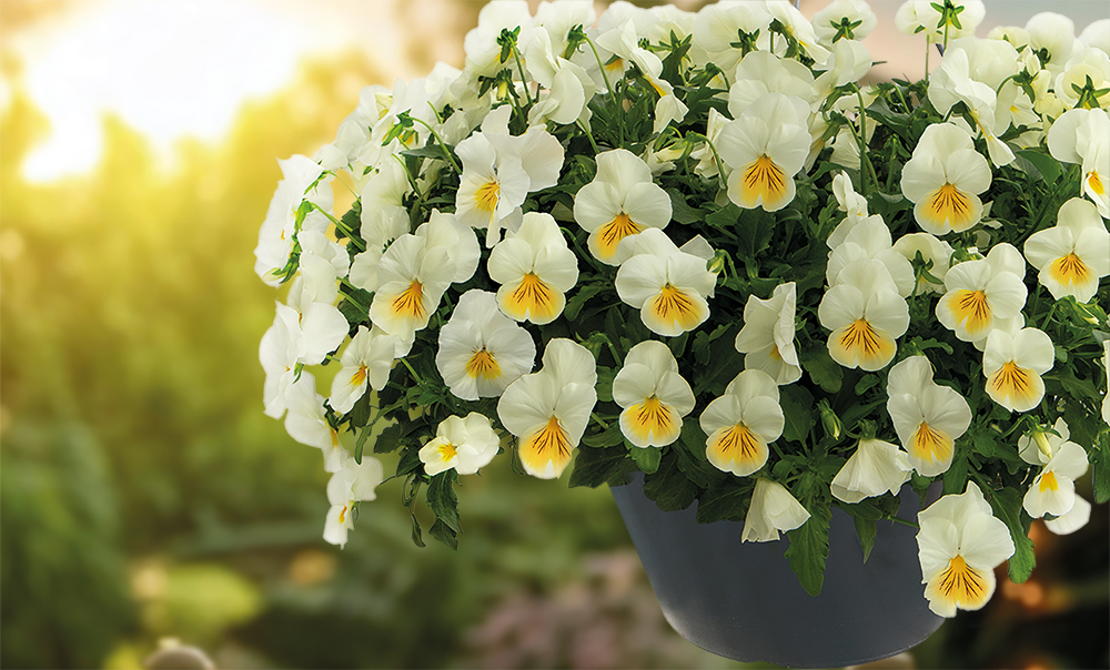 Viola wittrockiana F₁ Highflyer™ Lemon Splash | Benary